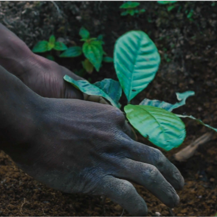 900 Bäume · 7 Länder · 15 Arten – Der Wald von Iceteam 1927